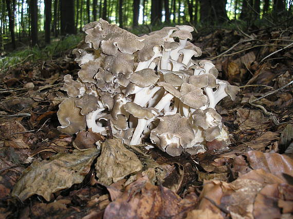 trúdnik klobúčkatý Polyporus umbellatus (Pers.) Fr.