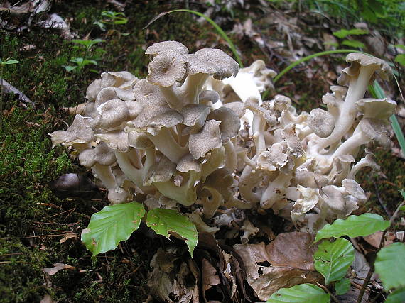 trúdnik klobúčkatý Polyporus umbellatus (Pers.) Fr.
