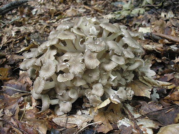 trúdnik klobúčkatý Polyporus umbellatus (Pers.) Fr.