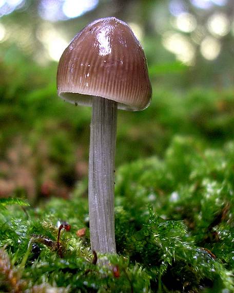 prilbička ryhovaná Mycena polygramma (Bull.) Gray