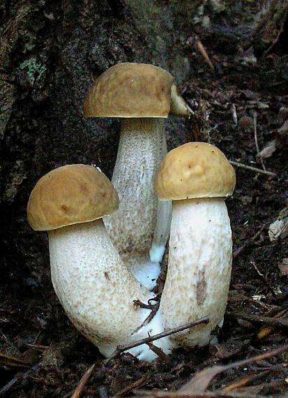 kozák hrabový Leccinum pseudoscabrum (Kallenb.) Šutara