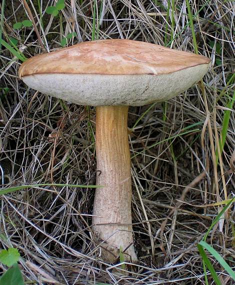 kozák Leccinum sp.