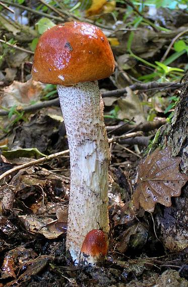 kozák osikový Leccinum albostipitatum den Bakker & Noordel.