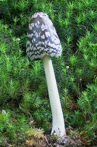 hnojník strakatý Coprinopsis picacea (Bull.) Redhead, Vilgalys & Moncalvo