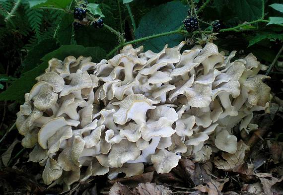 trúdnik klobúčkatý Polyporus umbellatus (Pers.) Fr.