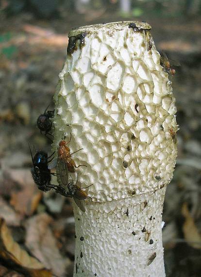 hadovka smradľavá Phallus impudicus L.