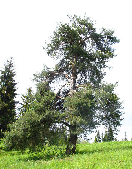 borovica Pinus sylvestris L.