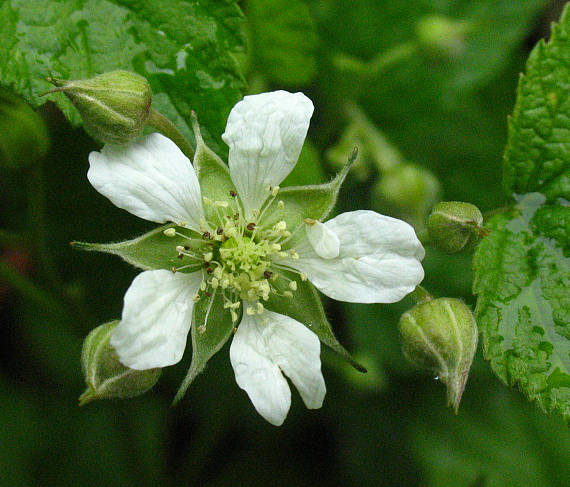 ostružina krovitá  (černica) Rubus sp.