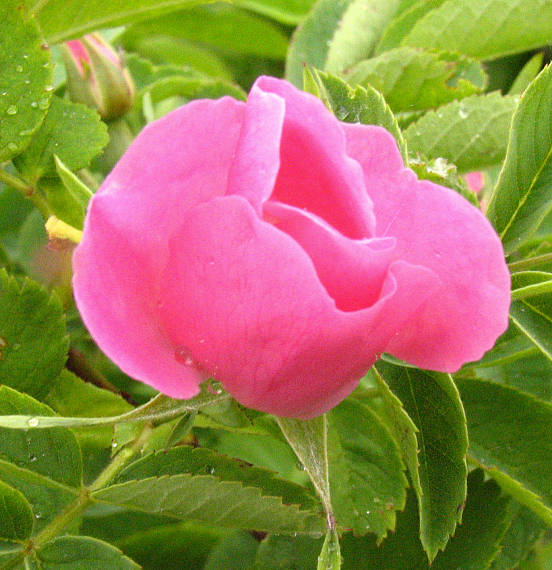 ruža šípková Rosa canina L.