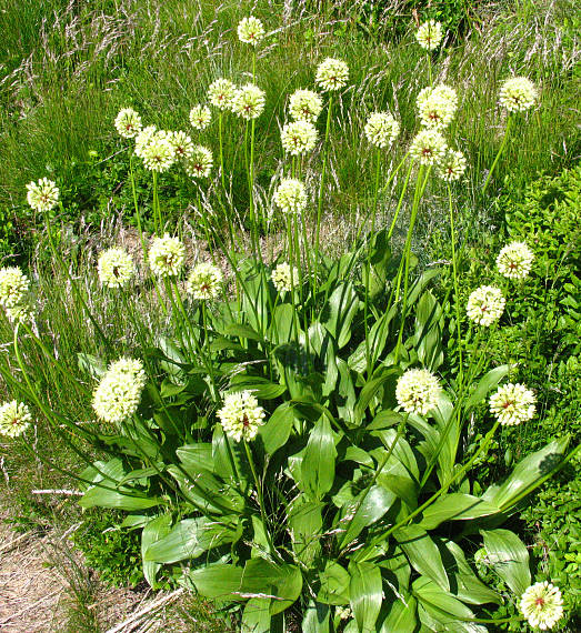 cesnak hadí Allium victorialis L.