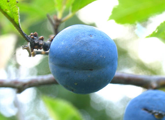 trnka obyčajná - plod. Prunus spinosa L.