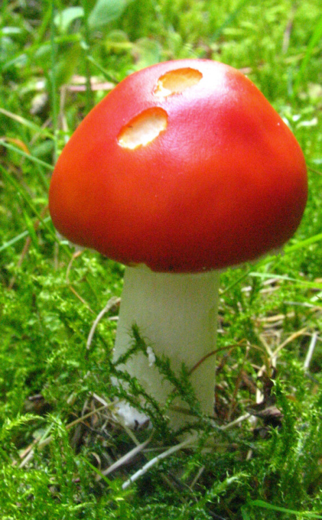 muchotrávka červená holá Amanita muscaria var. aureola (Kalchbr.) Quél.