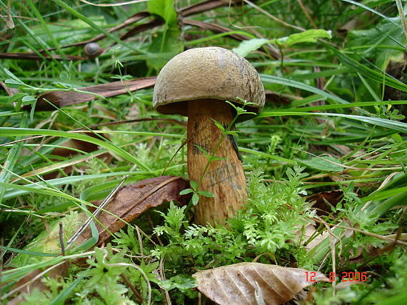 hríb siný Suillellus luridus (Schaeff.) Murrill