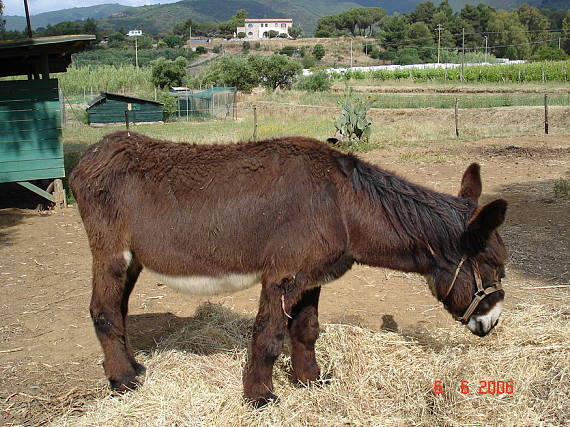 somárik