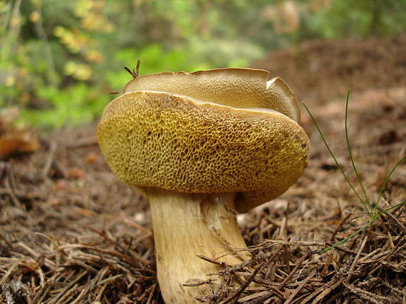 suchohríb hnedý Imleria badia (Fr.) Vizzini