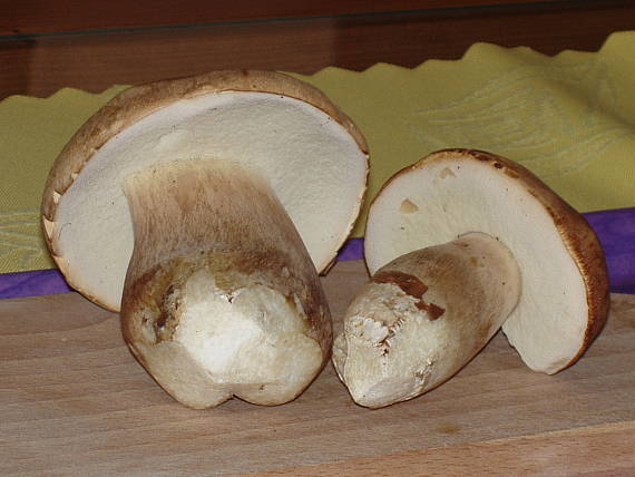hríb dubový Boletus reticulatus Schaeff.