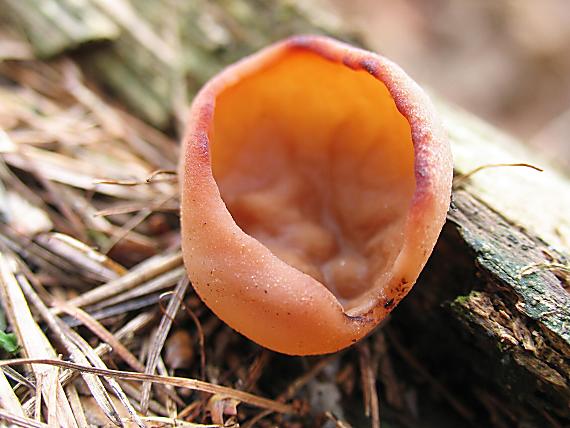 discinka hnedá Discina ancilis (Pers.) Sacc.