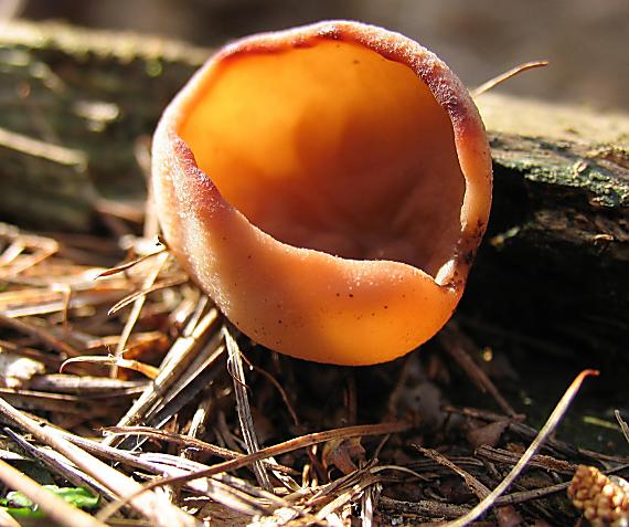 discinka hnedá Discina ancilis (Pers.) Sacc.