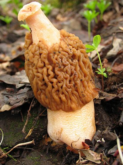 invalid. Verpa bohemica (Krombh.) J. Schröt.