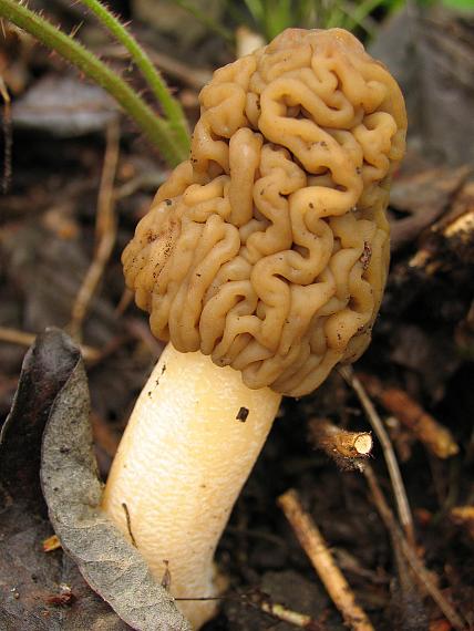 smrčkovec český Verpa bohemica (Krombh.) J. Schröt.