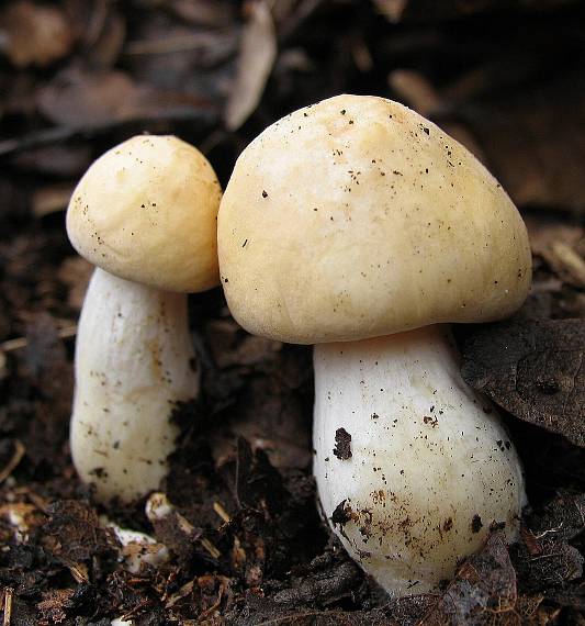 čírovnica májová-konečne... Calocybe gambosa (Fr.) Donk