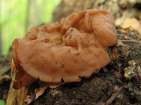 discinka hnedá Discina ancilis (Pers.) Sacc.