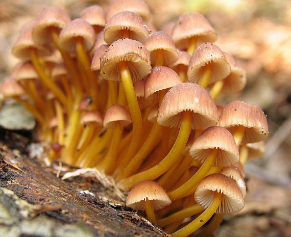 prilbička žltohlúbikovitá Mycena renati Quél.