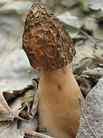smrčok kužeľovitý Morchella conica Pers.