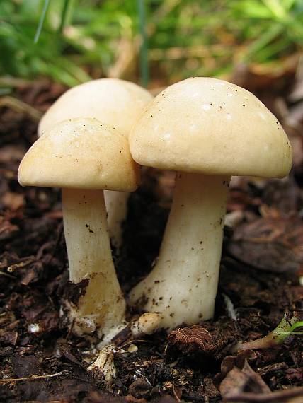 čírovnica májová Calocybe gambosa (Fr.) Donk