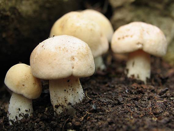 čírovnica májová. Calocybe gambosa (Fr.) Donk