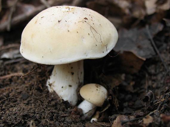 čírovnica májová Calocybe gambosa (Fr.) Donk