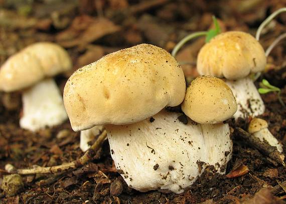 čírovnica májová Calocybe gambosa (Fr.) Donk