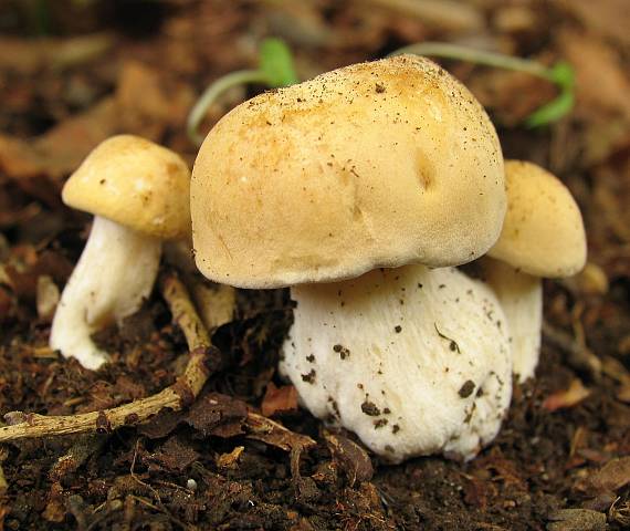 čírovnica májová Calocybe gambosa (Fr.) Donk