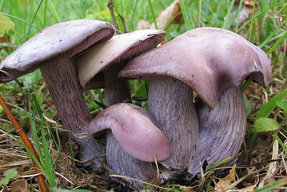 pôvabnica fialová Lepista nuda (Bull.) Cooke