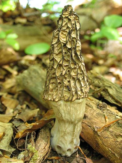 smrčok vysoký Morchella elata Fr.