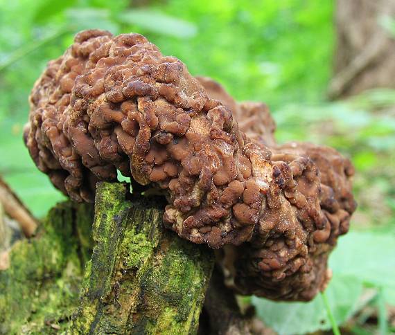 ušiak obyčajný Gyromitra esculenta (Pers.) Fr.