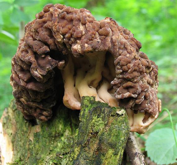 ušiak obyčajný Gyromitra esculenta (Pers.) Fr.