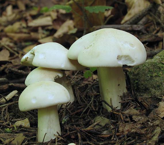 čírovnica májová Calocybe gambosa (Fr.) Donk
