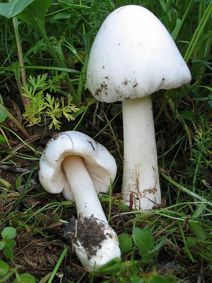 pošvovec obyčajný? Volvariella gloiocephala ?