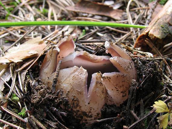 tulipánovka fialová Sarcosphaera coronaria (Jacq.) J. Schröt.