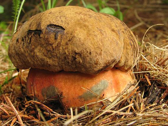 hríb zrnitohlúbikový Neoboletus luridiformis (Rostk.) G. Wu & Zhu L. Yang