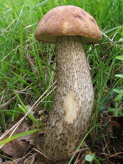 kozák Leccinum sp.