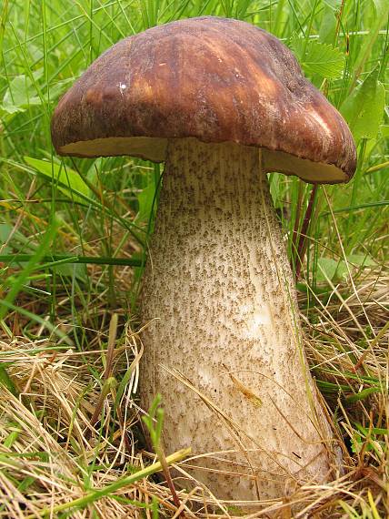 kozák Leccinum sp.
