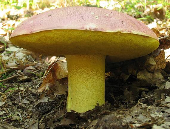 hríb kráľovský Butyriboletus regius (Krombh.) D. Arora & J.L. Frank
