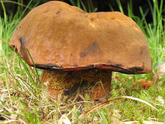 hríb zrnitohlúbikovitý. Neoboletus luridiformis (Rostk.) G. Wu & Zhu L. Yang