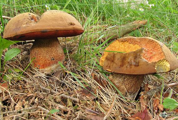 hríb zrnitohlúbikovitý. Neoboletus luridiformis (Rostk.) G. Wu & Zhu L. Yang