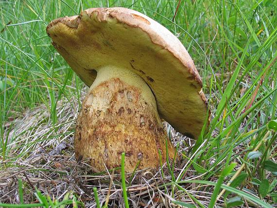 hríb horský Butyriboletus subappendiculatus (Dermek, Lazebn. & J. Veselský) D. Arora & J.L. Frank