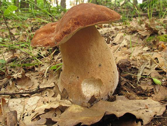 hríb dubový Boletus reticulatus Schaeff.