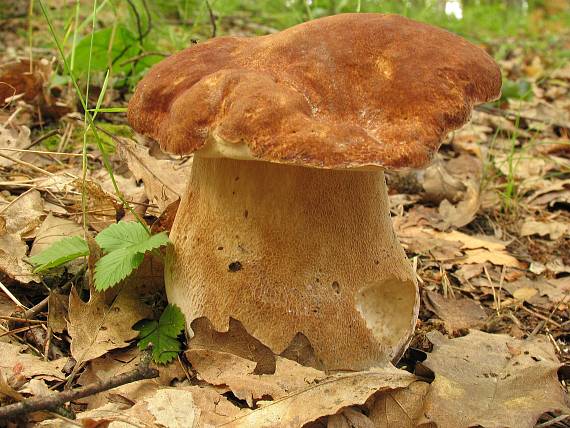 hríb dubový Boletus reticulatus Schaeff.