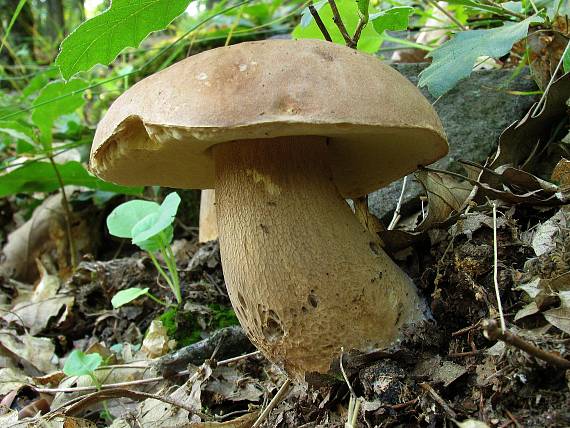 hríb dubový Boletus reticulatus Schaeff.